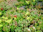 Production bio de végétaux pour toit vert